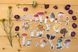 Fungi