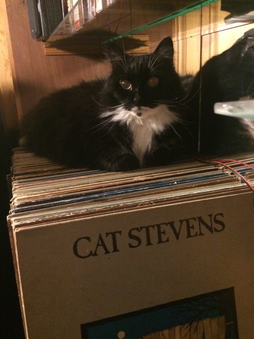 givinglivingloving:My dad told me to come downstairs because my cat was laying on his albums and thi