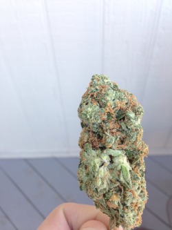 michaelbatsch23:  Lemon skunk