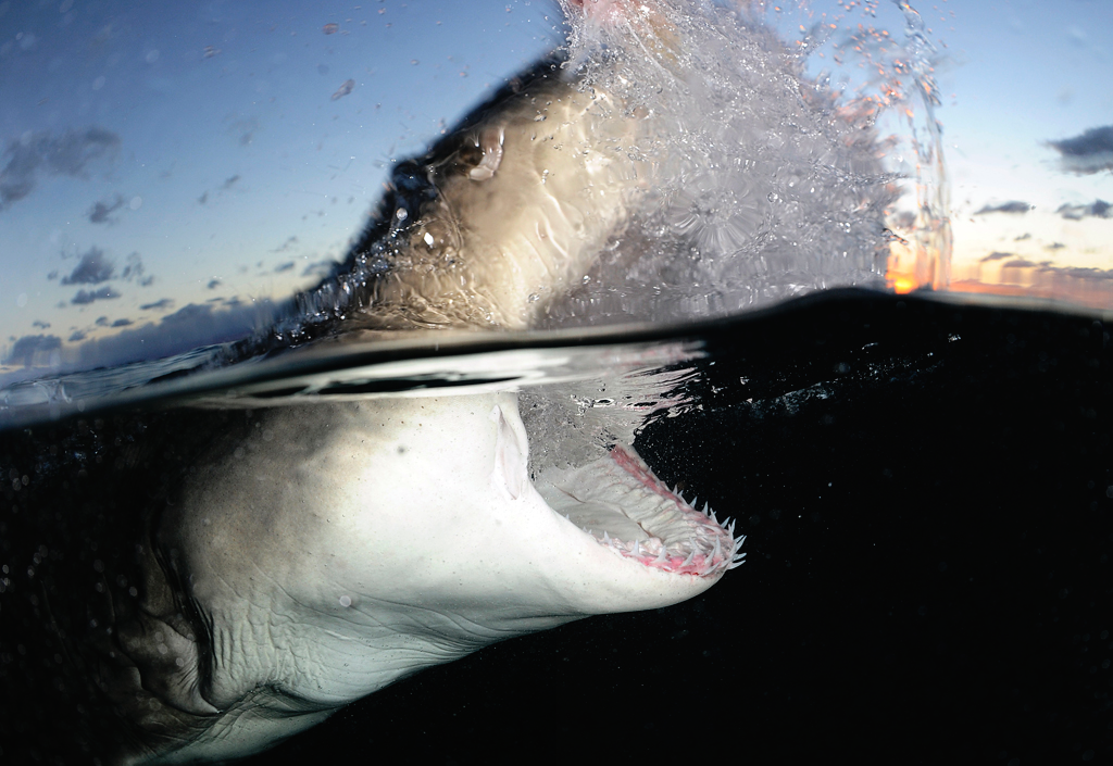 nubbsgalore:  lemon sharks photographed by (click pic) todd bretyll, andy murch, daniel