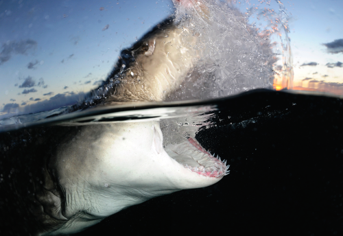 XXX nubbsgalore:  lemon sharks photographed by photo