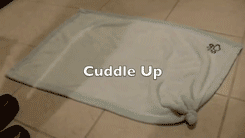 cute-overload:  Start The Year Off Right: Stay Cuddled Up All Dayhttp://cute-overload.tumblr.com