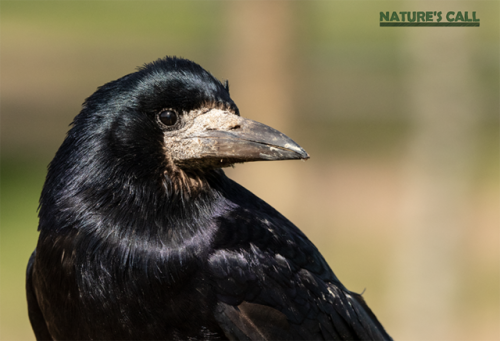 Corvids or crows are actually so smart though, (https://www.nature.com/articles/s41598-017-09400-0).