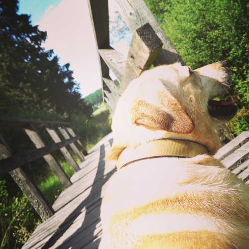 lexa-el-amin:dogs + summer is the best combination