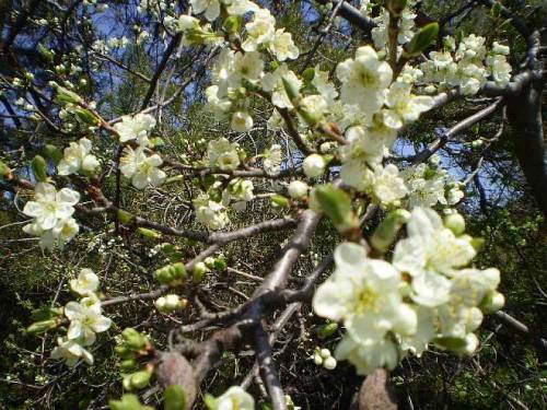 Spring flowers.