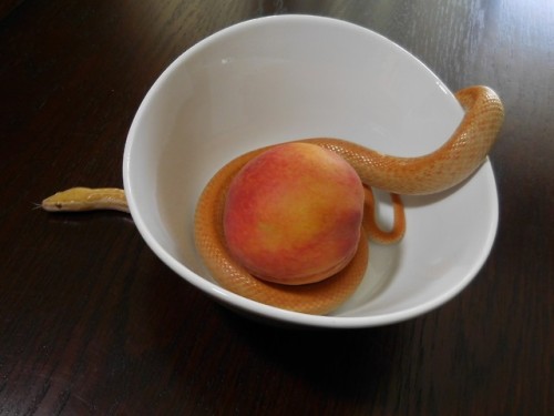 the-long-dog:its Peach with a peach!