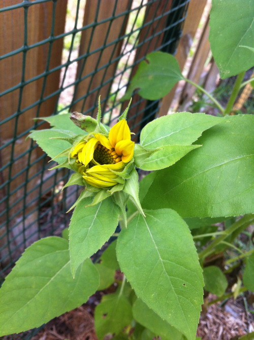 birchandbeads:Garden update March 7, 2015sunflowers starting to bloom!