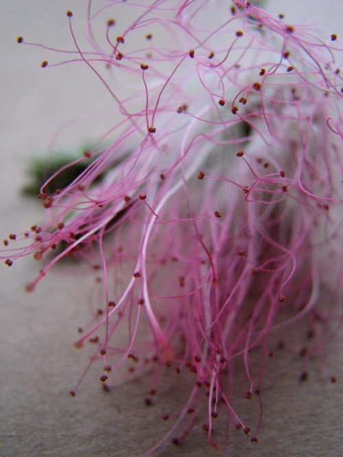 thymeandbread:fairy floss }{ pink alfalfa (by tiel✳sk)