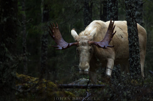 megarah-moon:“Albino Moose” byJohan Brunzell