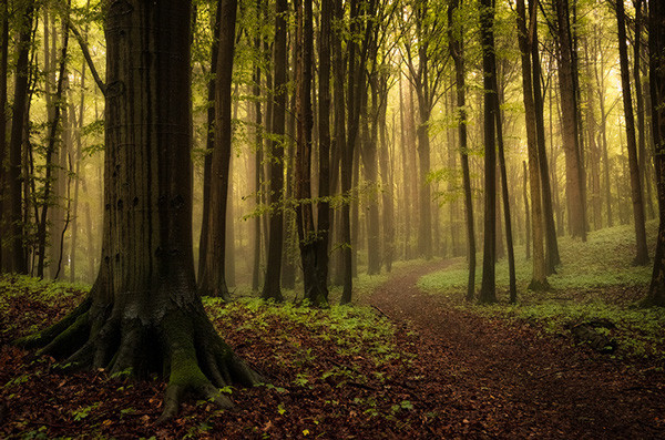 ponderation:  Misty Paths by   Heiko Gerlicher  