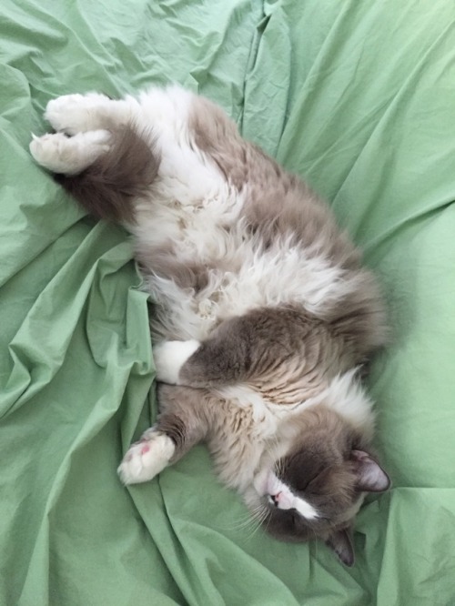 actualbosscat: Such a lazy caturday for Mr. Boss