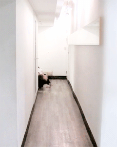 bvngtns:  bangtan sonyeondan, everyone. 