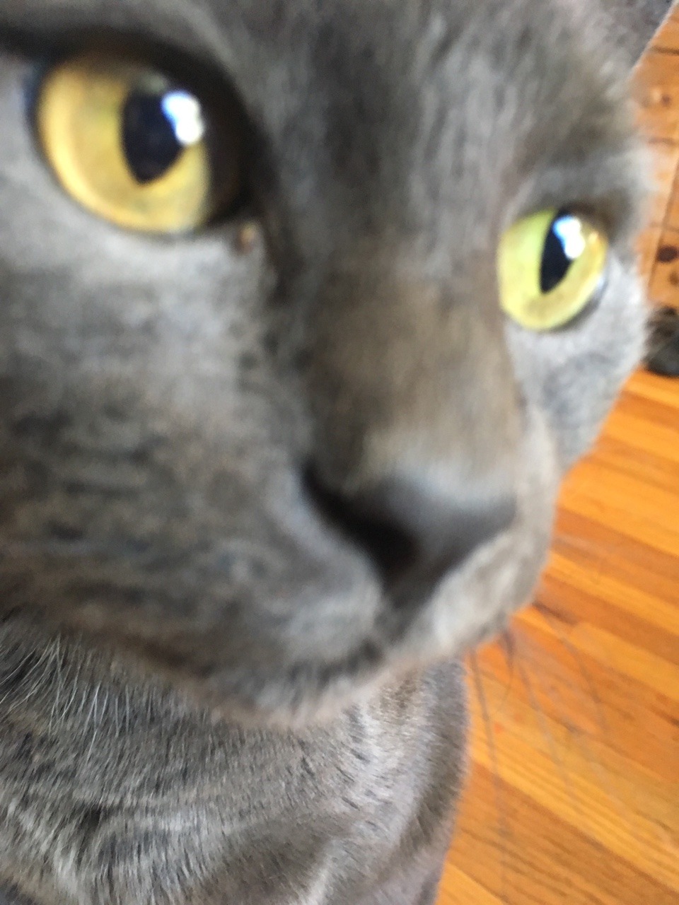 cat suggest