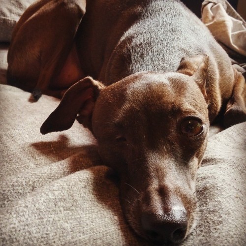 Sunbathing while I clean#Annai #italiangreyhound #iggy #oneeyeddog #rescuedog #dogsofinstagram