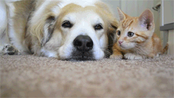 Porn tastefullyoffensive:  Cats Attacking Dogs photos