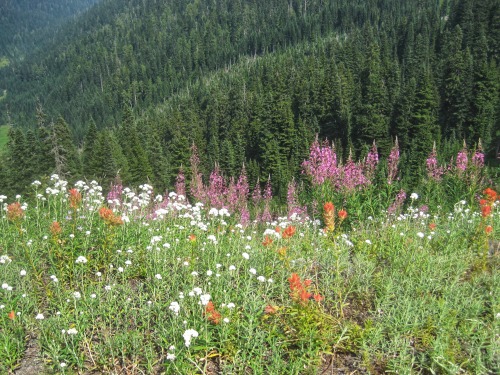 Midsummer Flowers at Medium Elevation (circa 1000m), Mt. Rainier National Park, 2014.