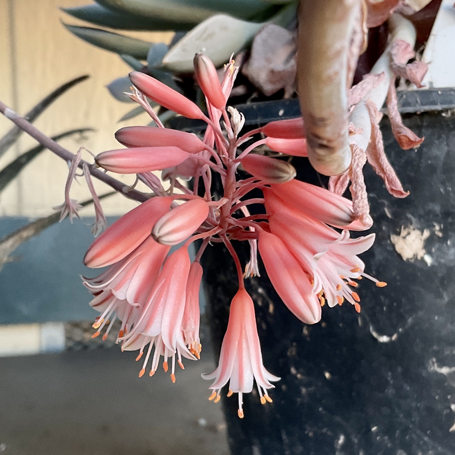 A closeup of a flowerhead made up on pink, tubular flowers. The ones at the bottom open to show many white and orange stamens.