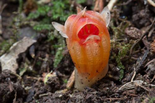 indefenseofplants:Chicago may seem like a strange place for the last stronghold of a plant species, 