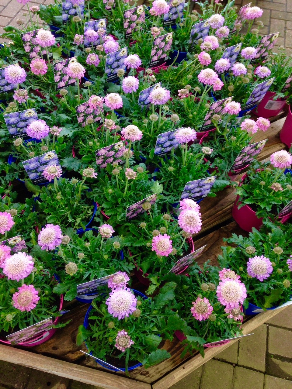 wisteria-spirit:I’m in love with garden centres, especially when spring is on the