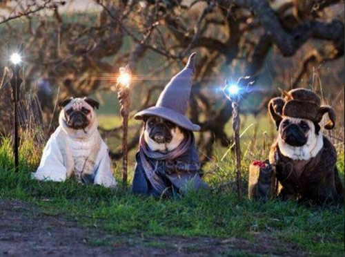 doll:i hope these wizard pugs make your day adult photos