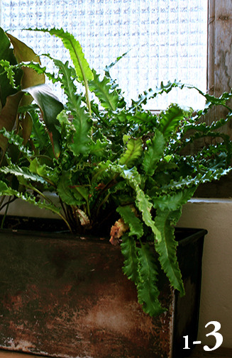 Brocante S Cyclopedia ホソバクリハラン Lepisorus Boninensis ウラボシ科 ノキシノブ属