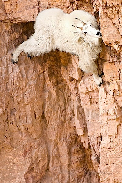 fuffuster:  has anyone ever stopped to think about what ridiculous animals goats are like  WHAT THE FUCK  HOW DID YOU EVEN GET UP THERE  ARE THESE ANIMALS EVEN REAL  ????? ?? ? ???????// SOMEONE FUCKING EXPLAIN THIS SHIT TO ME 