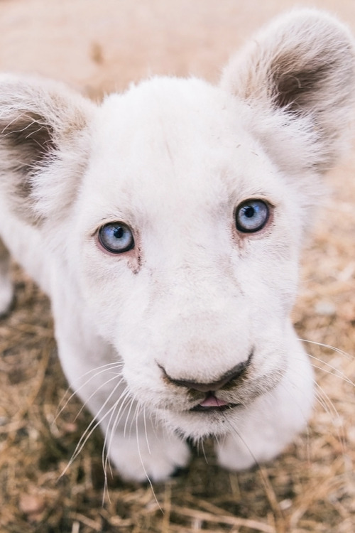 souhailbog:   Close up of a Cute White Lion Cub  By Mike Kolesnikov