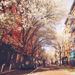 nythroughthelens:Happy first day of Spring! This is what Spring looks like in my neighborhood of the Lower East Side, New York City ….can’t wait for it to look like this again! 🌸 (at New York, New York)