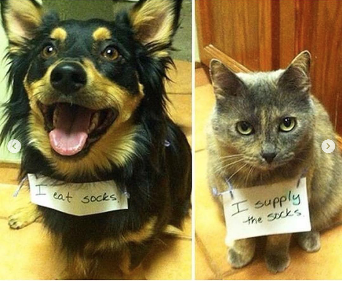 babyanimalgifs:Dogs shaming