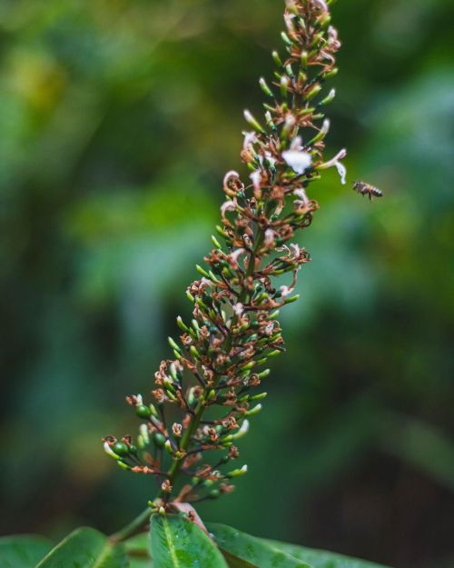 Hehe a little bee!#bee #beepost #beeart #flower #flowers #artflower #artflowers #waimea #waimeaval