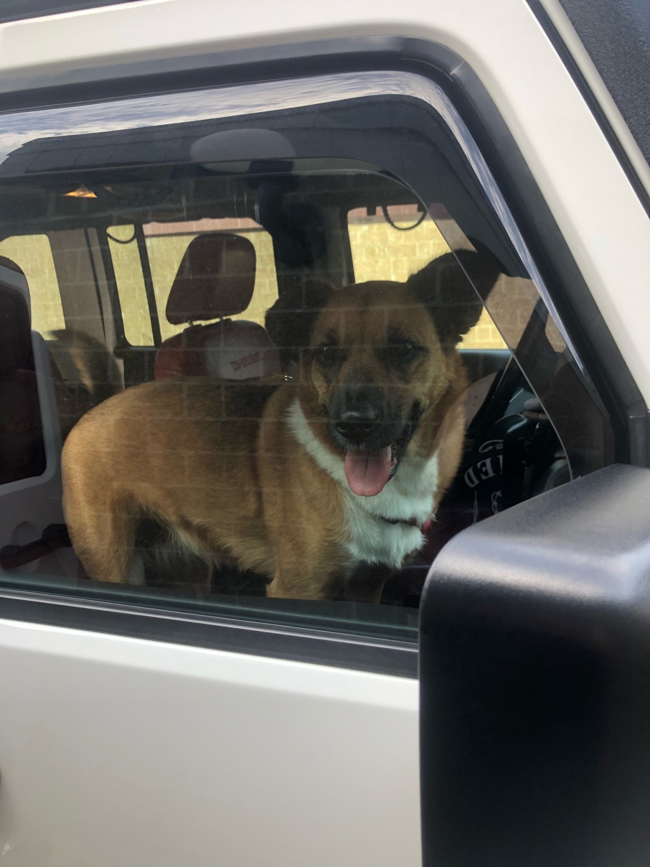 Had a good day at work and got off early 🤘🏼and the pups always love a ride in the Jeep