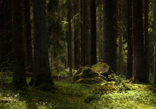 old forest by magnus dovlind