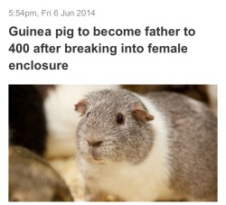 sluttyoliveoil: a legend  I bet if it was a female Guinea Pig then there would be slut shaming .. :(