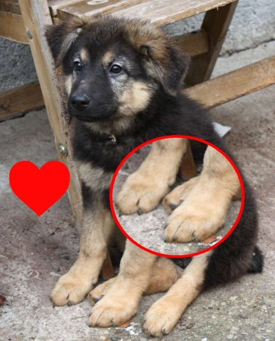 dogsuggest:  dogsuggest:  Baby dog has huge feets!? Born With so much love for you