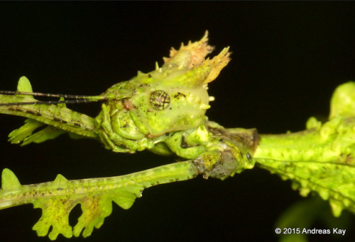 end0skeletal:Moss Mimic Stick Insect Photos by Andreas KayYou poor unfortunate soul…