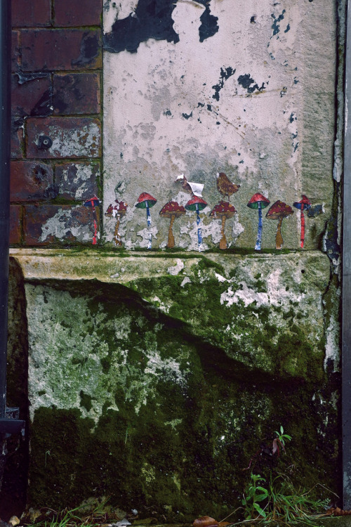 scavengedluxury:Shrooms. Leicester, September 2017. 