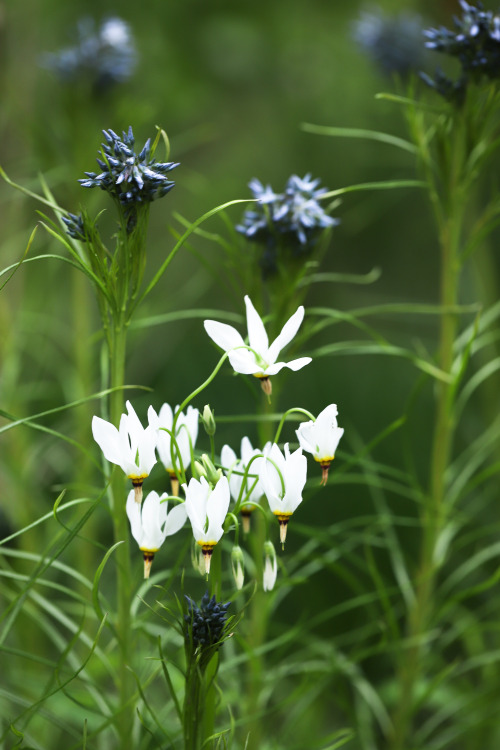 Early May promises -  Meadow dwellers adding quite the different look to a semi cultivated