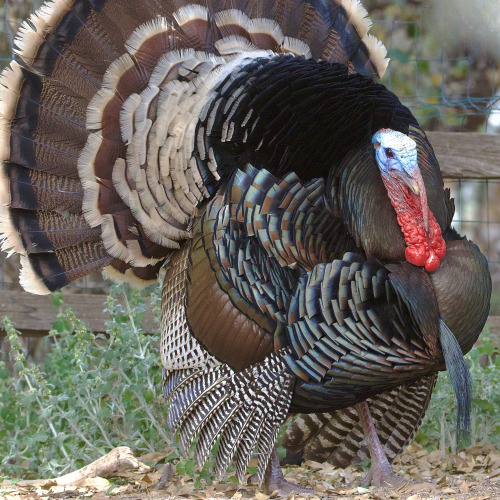 A displaying tom Wild Turkey (Meleagris gallopavo), Madera Canyon, Santa Rita Mountains, Arizon