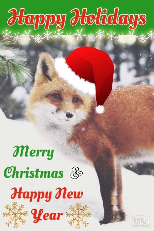 Merry Foxmas everyone!