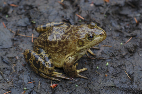 American Bullfrog (Lithobates catesbeianus)