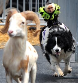 doubleplusunlucky:  The look of intensity on the monkey’s face is what elevates this photograph to something truly magical.   The goat is having a run the dog is having some fun the monkey is having none. None of your bullshit. Never Again.