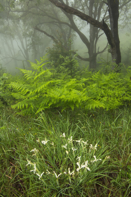 Redwood National Park, Bald Hills, Humboldt County, CA, May 2018 by Martin Swett