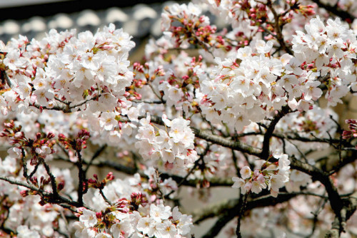 minuga-hana:The blossom was also a symbol of the Samurai, the epitome of Japanese valor  by esser47