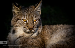 best-viewed-on-a-pc:  Portrait by dirksiemer