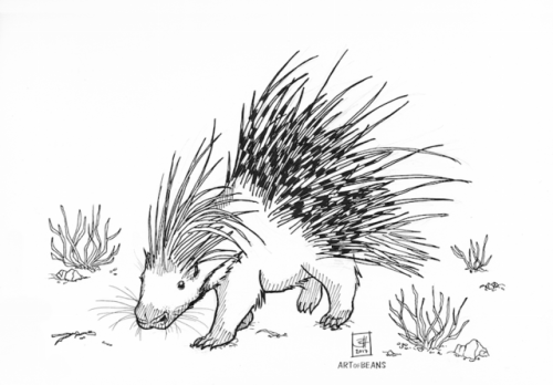 (Very belated) day 19: cape porcupineWe were on a night drive so we didn’t get a very good loo