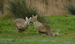thingswithantlers:  Chinese Water Deer by mikemcken8
