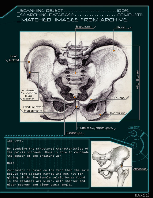 Bone portfolio from last semester. 