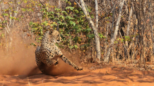 anythingfeline:Photos by Adalberto ManginiPhotos are captioned.[x][x] [x][x][x]