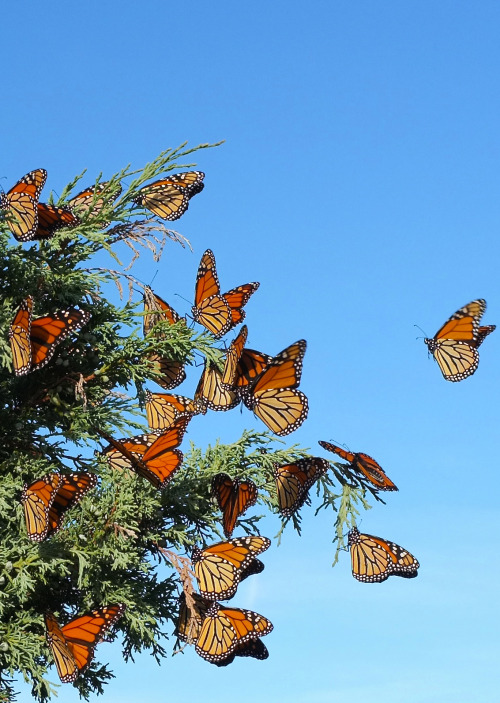 Sex sci-universe:  Each fall, millions of monarch pictures