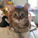 tomatomagica:would you have tea with her y/n? 